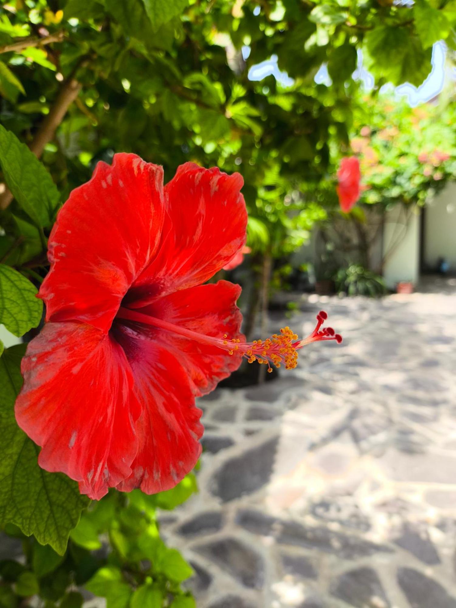 Gili Mesari Cottages & Homestay Gili Trawangan Exteriör bild