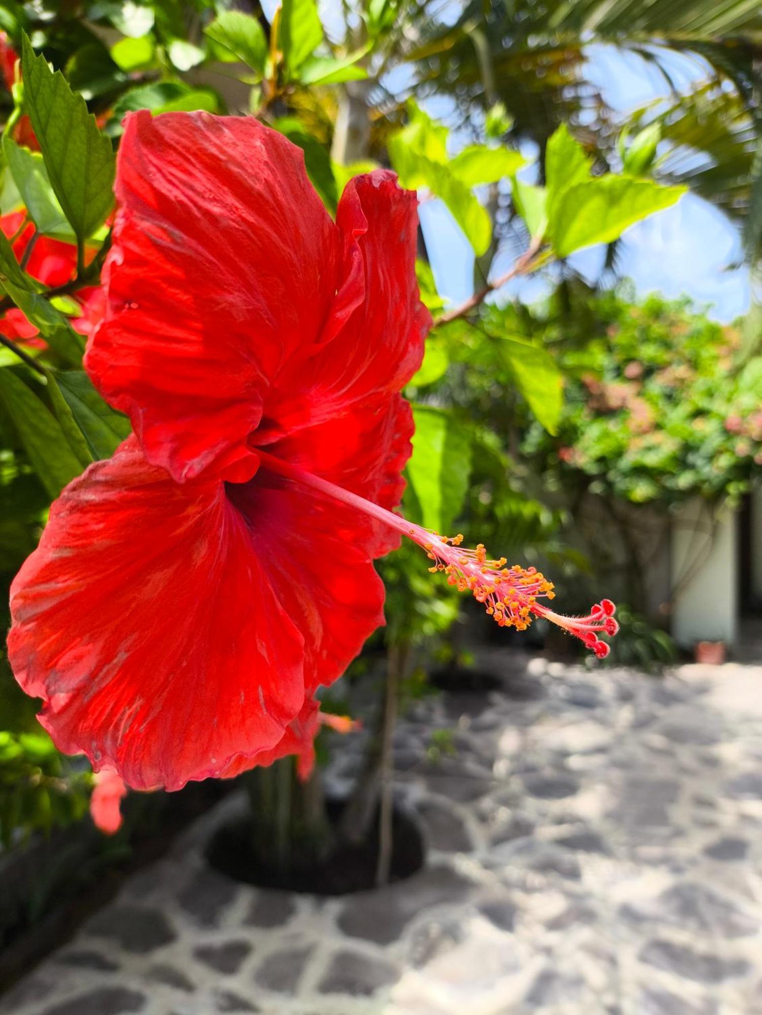Gili Mesari Cottages & Homestay Gili Trawangan Exteriör bild